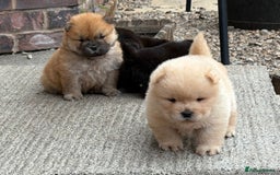 Chow Chow dogs for sale: KC REG CHOW CHOW PUPPIES - Image 4