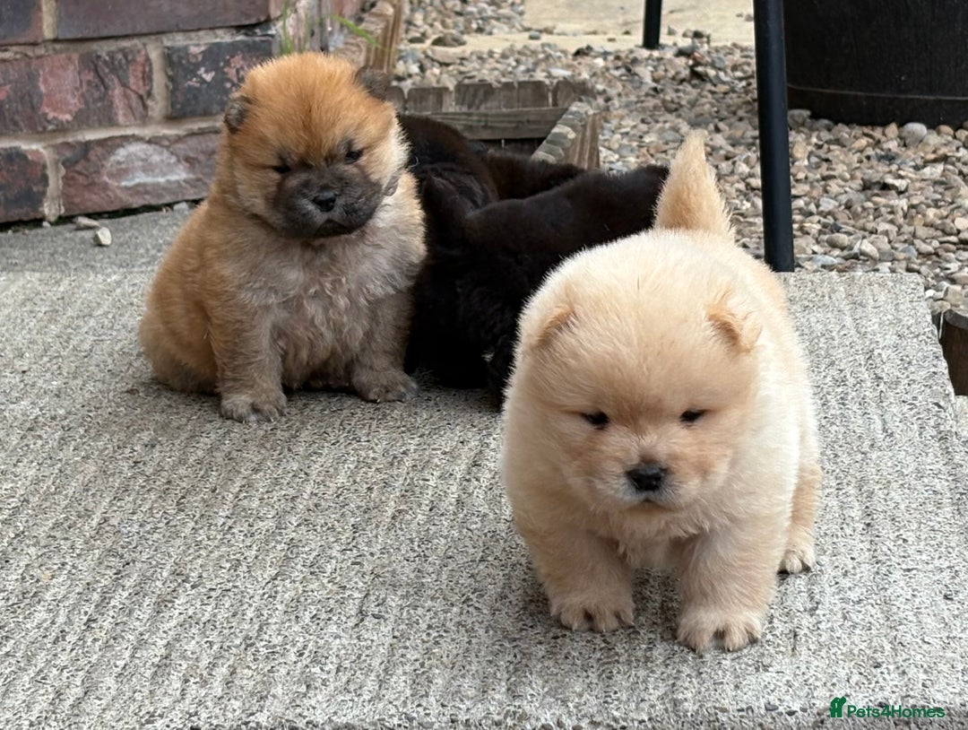 Chow Chow dogs for sale: KC REG CHOW CHOW PUPPIES - Image 4