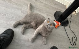 Scottish Fold cats for stud: Up for stud  - Image 2