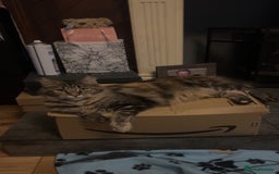 Maine Coon cats for sale: Maine Coon Kittens  - Image 22