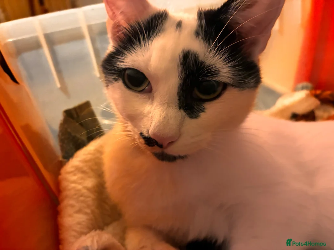 Mixed Breed cats for sale: 4 kittens from 2 queens  - Advert 3