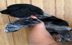 Cocker Spaniel dogs for sale: Ready now - fully health tested show cocker boy  - Image 2