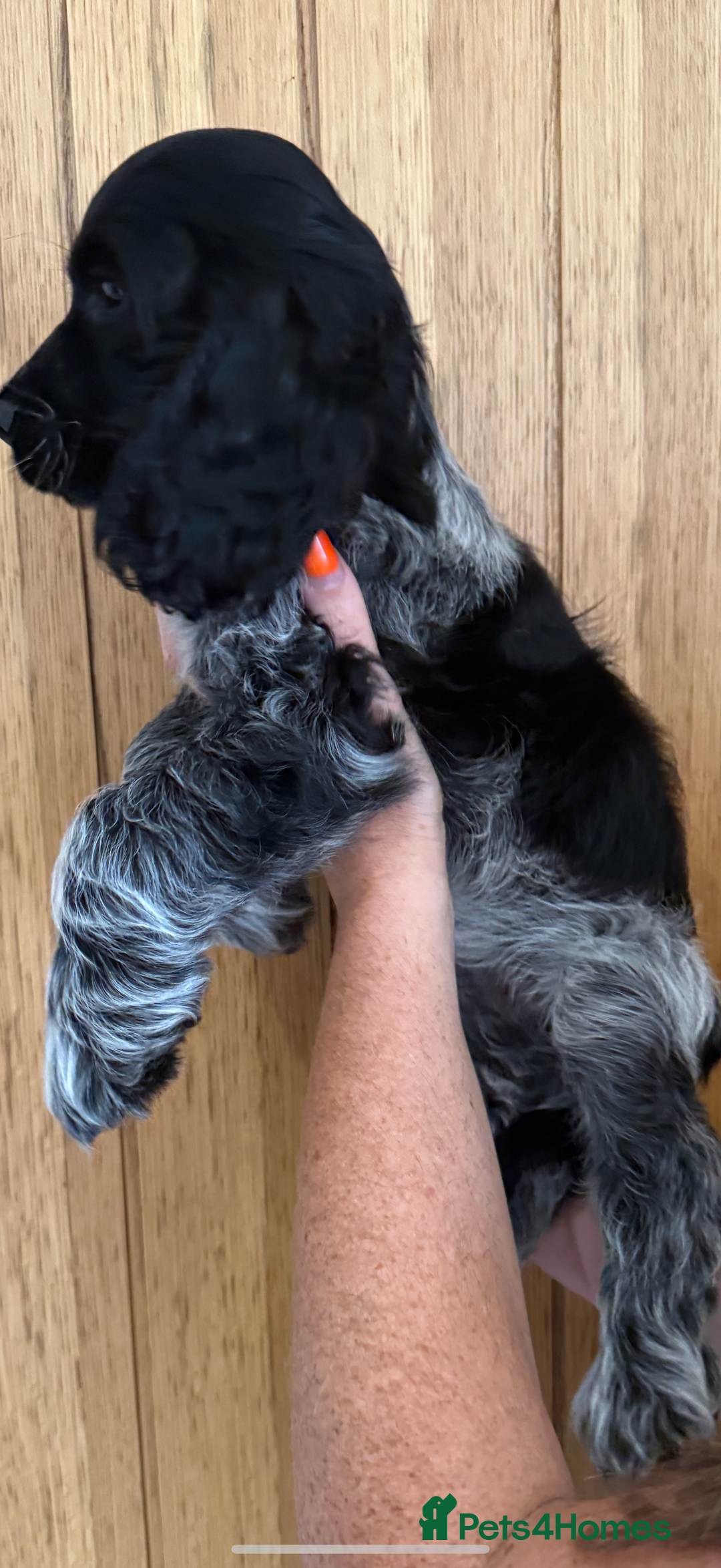 Cocker Spaniel dogs for sale: Ready now - fully health tested show cocker boy  - Image 2