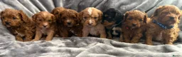 Cavapoo dogs for sale: EXTENSIVELY HEALTH TESTED F1?CAVAPOO BABIES  - Advert 10