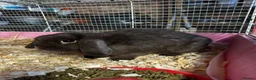 Mini Lop rabbits for sale: Rabbits for sale mini lop - Advert 2