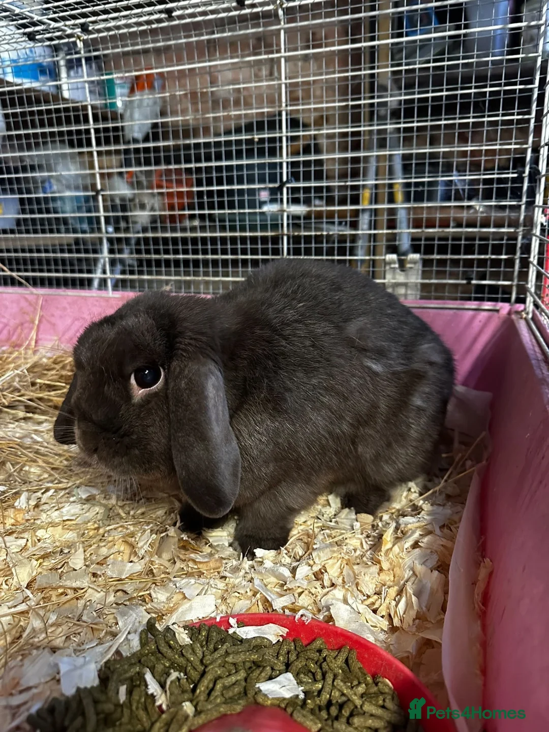 Mini Lop rabbits for sale: Rabbits for sale mini lop - Advert 2