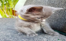 Mixed Breed cats for sale: Grey kittens  - Image 23