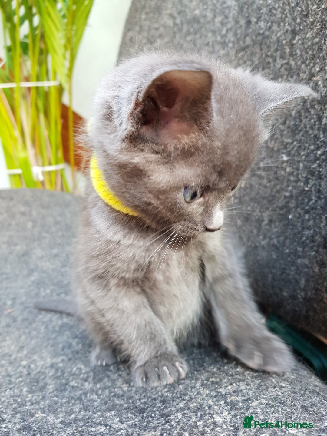 Mixed Breed cats for sale: Grey kittens  - Image 23