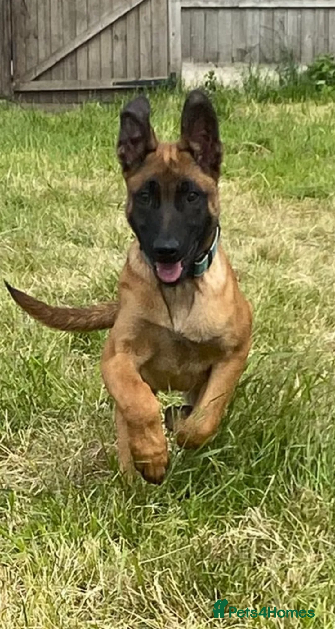 Belgian Shepherd Dog dogs for sale: 4 month old male BRN registered Malinois  - Advert 2