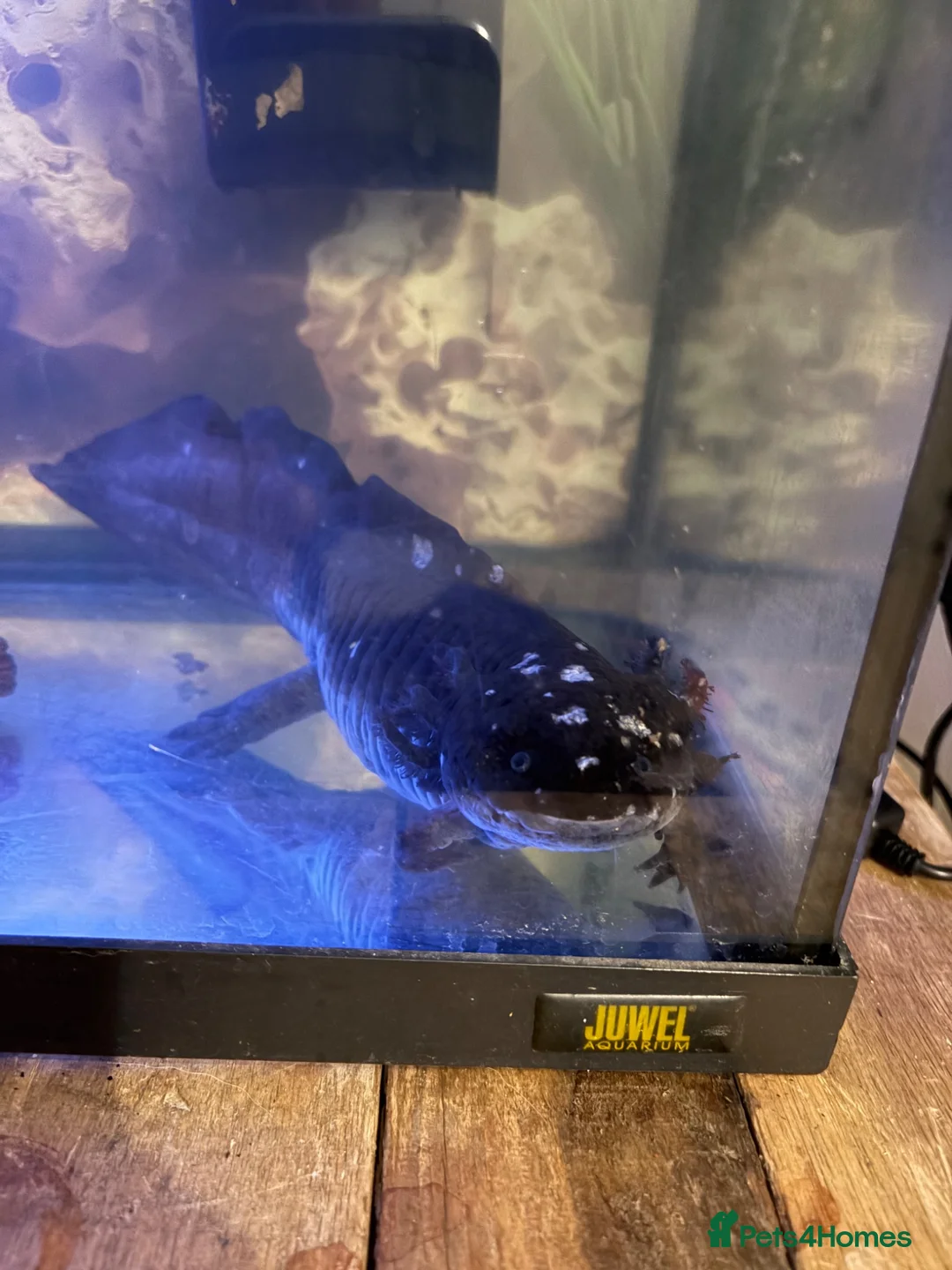 Other/Mixed Breed fish for sale: 2 Axolotl fish in London - Advert 1
