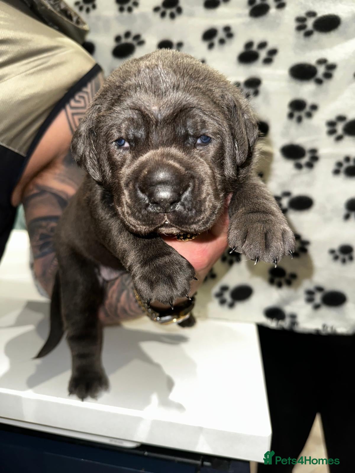 Cane Corso dogs for sale: Cane corso puppies  - Advert 11
