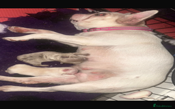 French Bulldog dogs for sale: Handsome French bulldog puppy for sale!!  - Image 3