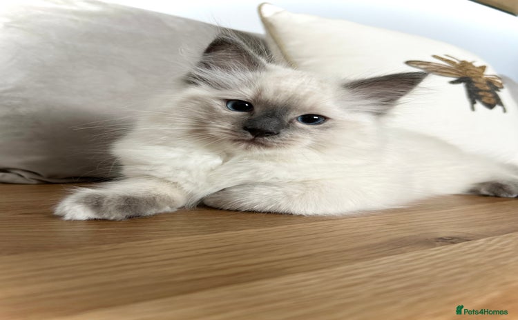 Ragdoll cats for sale - Advert 2