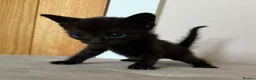 Mixed Breed cats for sale: Sphynx cross kittens x6 - Advert 17