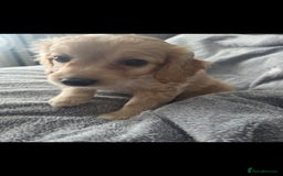 Cockapoo dogs for sale: BEAUTIFUL F1B COCKAPOO BABBIES  - Image 7