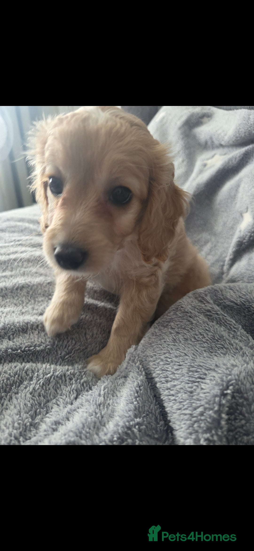 Cockapoo dogs for sale: BEAUTIFUL F1B COCKAPOO BABBIES  - Image 7