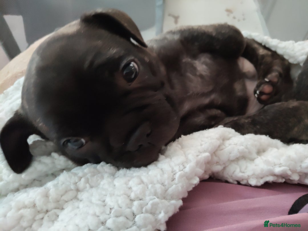 Mixed Breed dogs for sale: Male puppies Frenchie X  - Advert 5