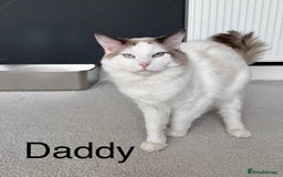 Ragdoll cats for sale: Ready To Leave Gorgeous Male  - Image 10