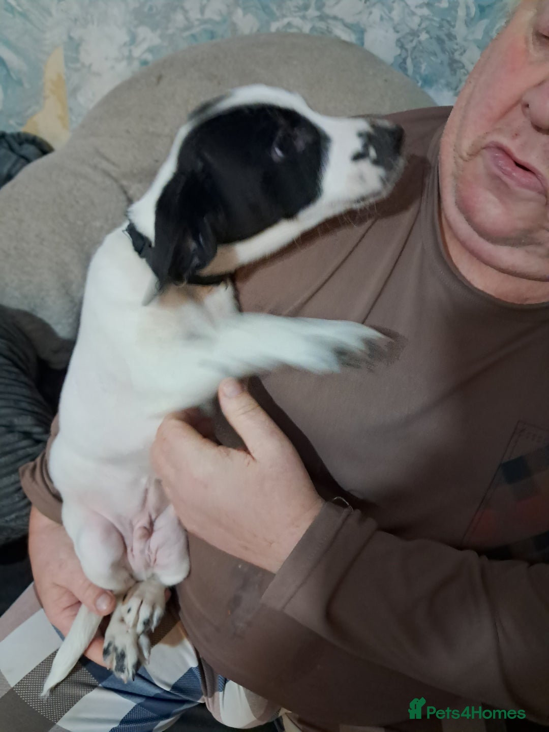 Mixed Breed dogs for sale: Lurcher x jackapoo  pups - Advert 11