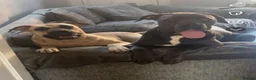 Mixed Breed dogs for sale: Cane corso x presa canario  - Advert 6