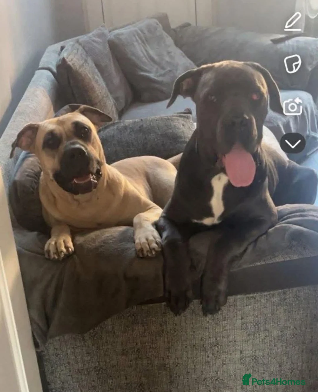 Mixed Breed dogs for sale: Cane corso x presa canario  - Advert 6