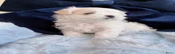 Maltese dogs for sale: 🩵Beautiful korean doll face puppies 🩷 - Advert 4