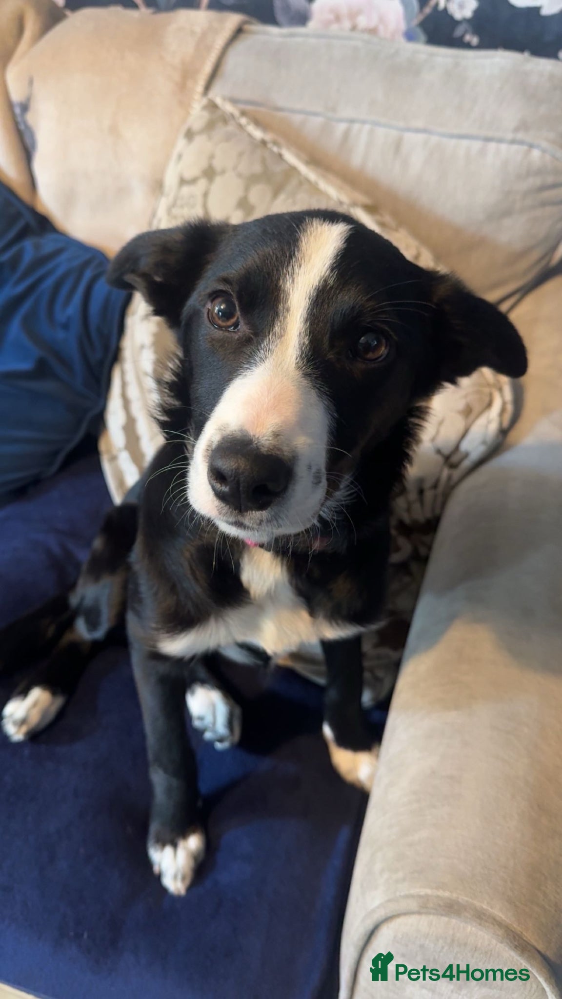 Border Collie dogs Border collie female - Advert 2