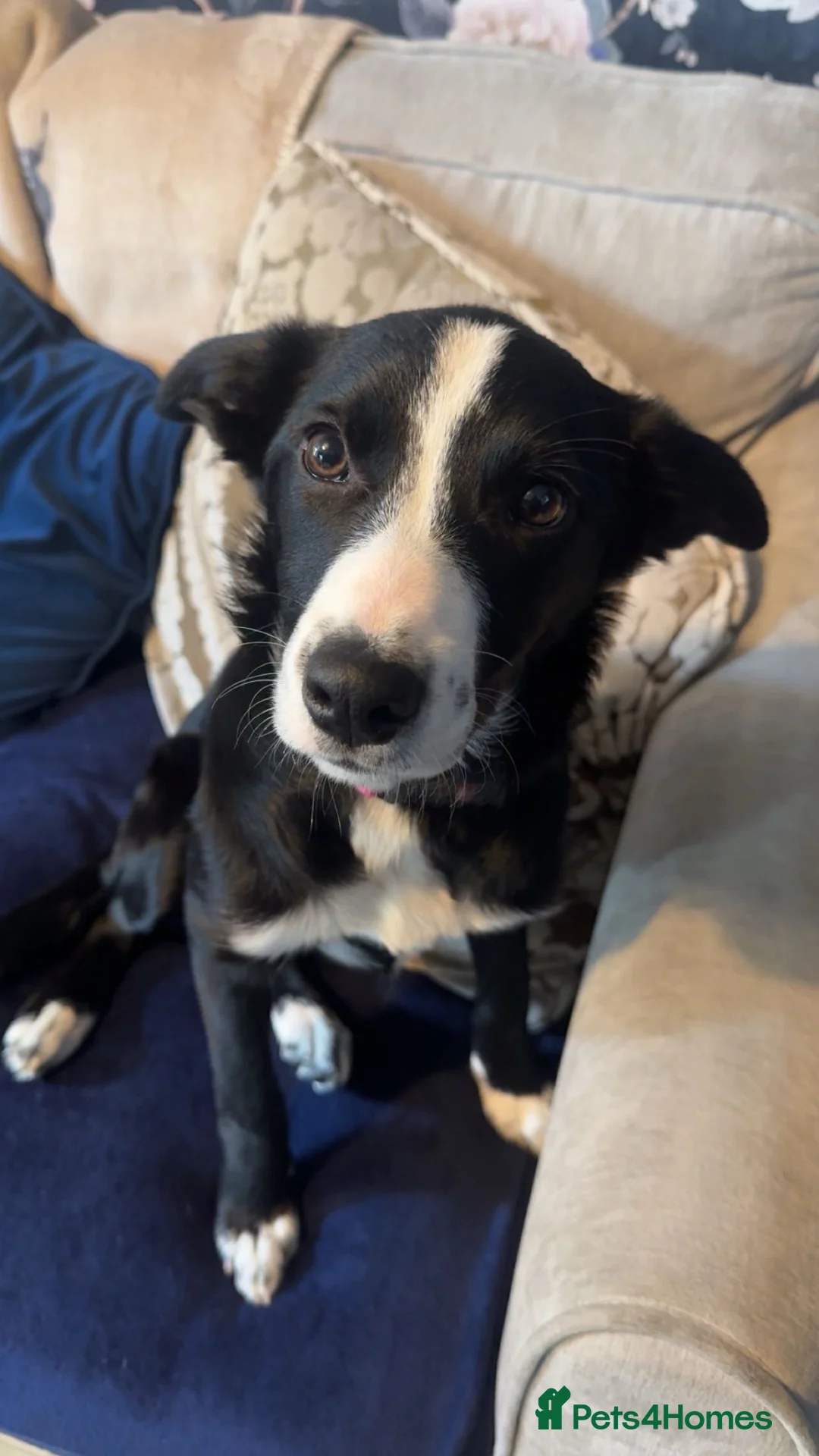 Border Collie dogs for sale: Border collie female - Advert 1