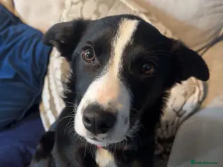 Border Collie dogs Border collie female - Advert 2