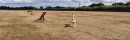 Lurcher dogs for sale: Large breed lurcher - Advert 4