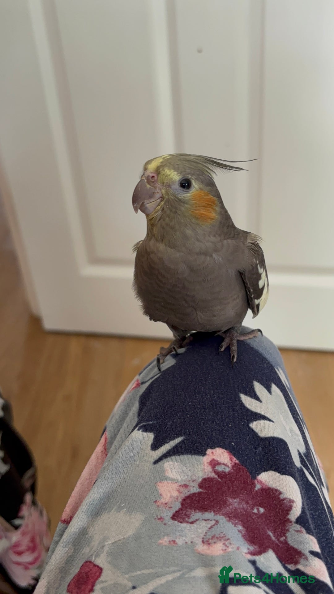 Cockatiels birds for sale: 2 months old baby cockatiel!❤️🦜 - Image 1