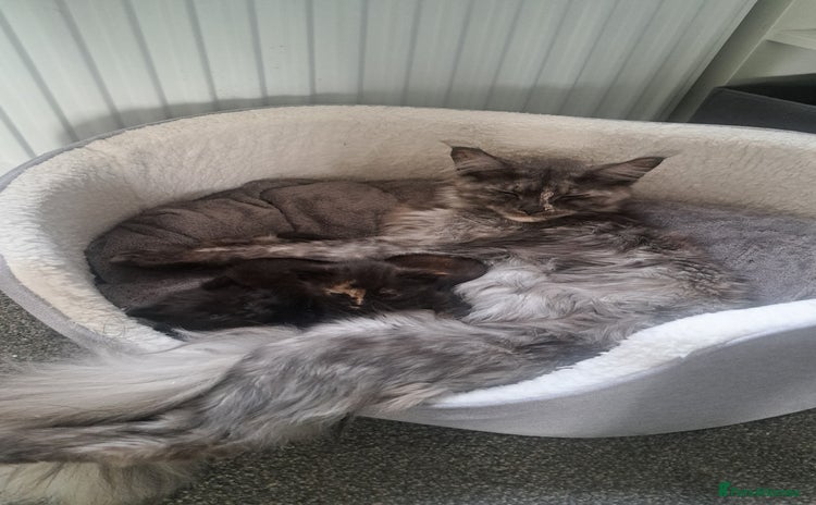 Maine Coon cats - Advert 6