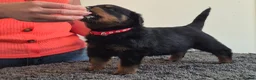 Rottweiler dogs for sale: Stunning fully health tested rottweiler pups in Sheffield - Advert 7