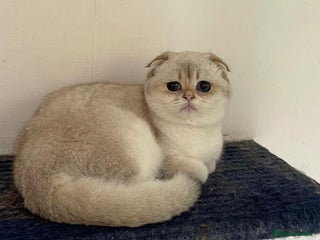 Scottish Fold cats SALE !!! LUXURY GOLDEN CHINCHILLA SCOTTISH FOLD - Advert 11