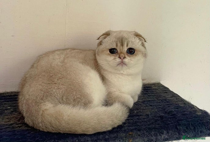 Scottish Fold cats SALE !!! LUXURY GOLDEN CHINCHILLA SCOTTISH FOLD - Advert 8