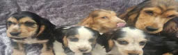 Cocker Spaniel dogs for sale: Show type cocker spaniel puppies stynning in Bolton - Advert 4