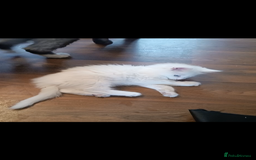 Maine Coon cats for sale: Maine Coon kittens in Manchester  - Image 33