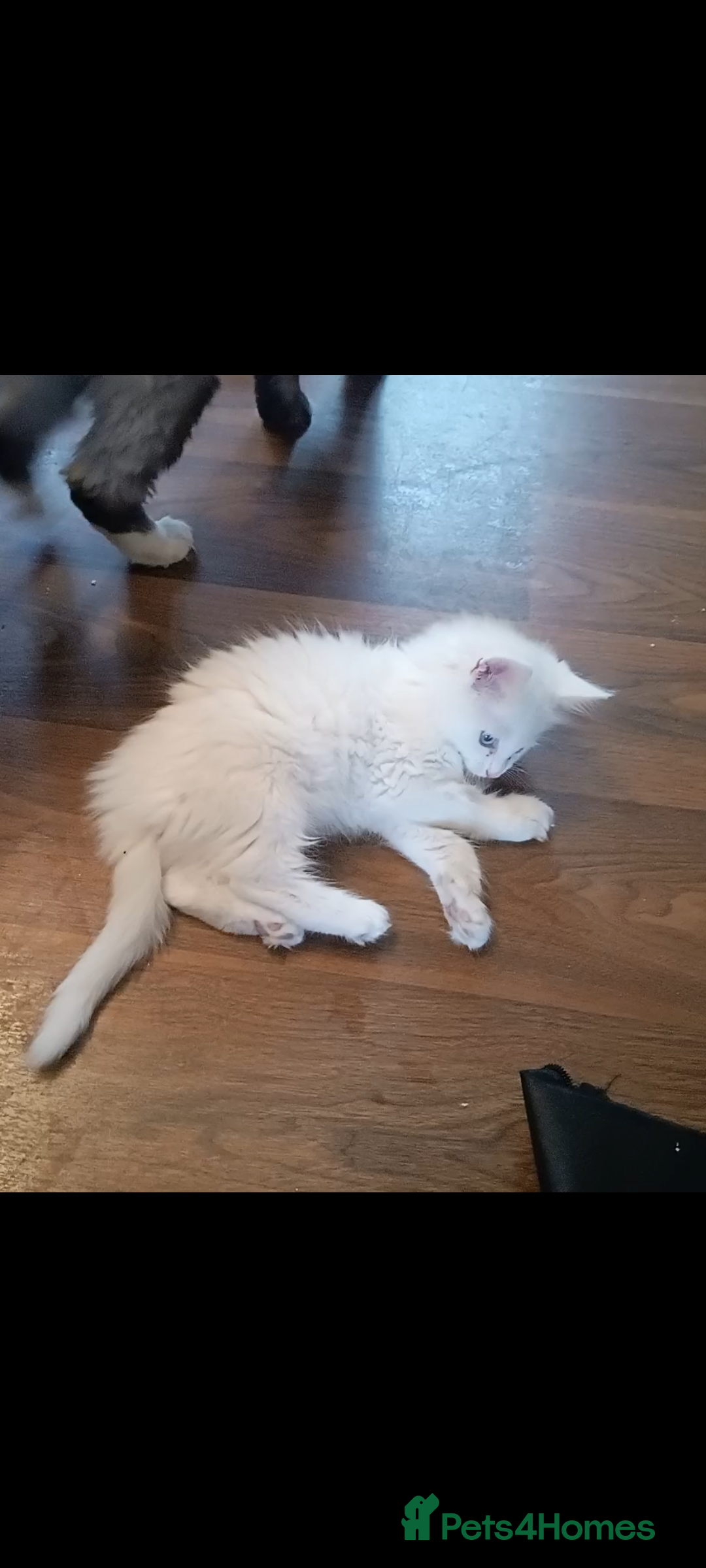 Maine Coon cats for sale: Maine Coon kittens in Manchester  - Image 33