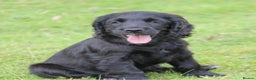 Cocker Spaniel dogs for sale: Gorgeous KC Reg Cocker Spaniels for Forever Homes - Advert 5