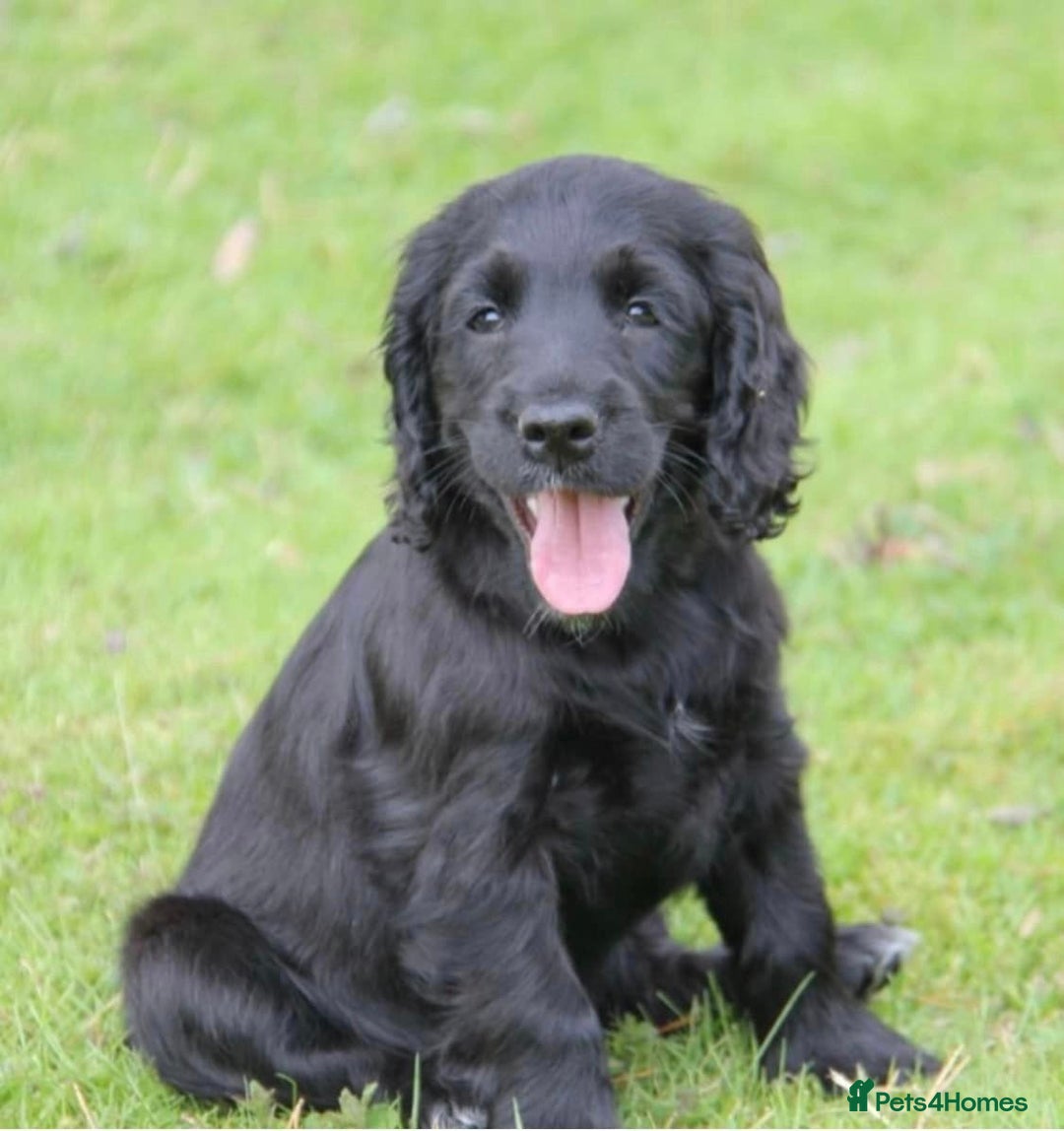 Cocker Spaniel dogs for sale: Gorgeous KC Reg Cocker Spaniels for Forever Homes - Advert 5