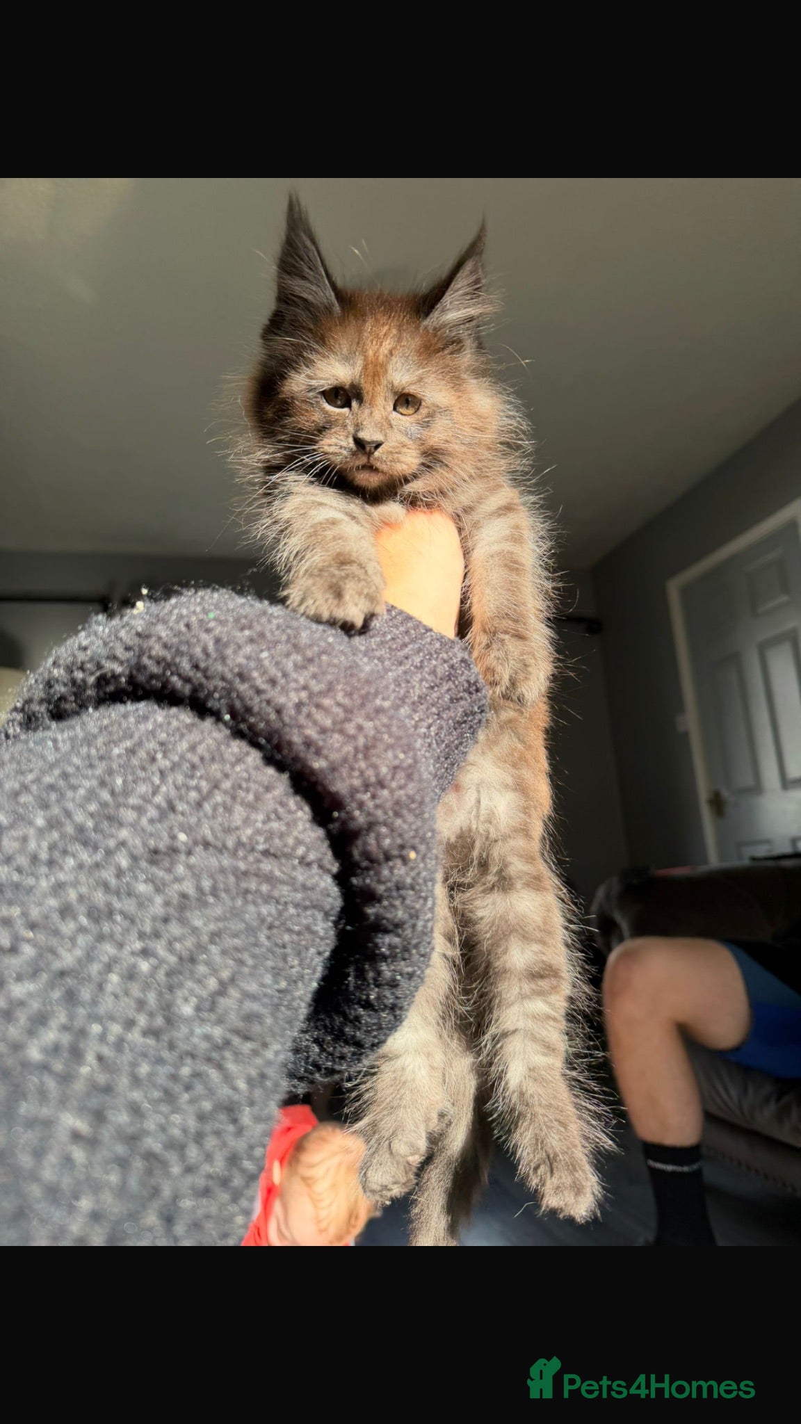 Maine Coon cats READY TO GO🏡🏡 Gaint mainecoon babies - Advert 1