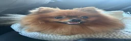 Pomeranian dogs for stud: Male Pomeranian up for stud in Stafford - Advert 7