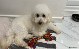 Poochon dogs for sale: Mother and son - Image 7