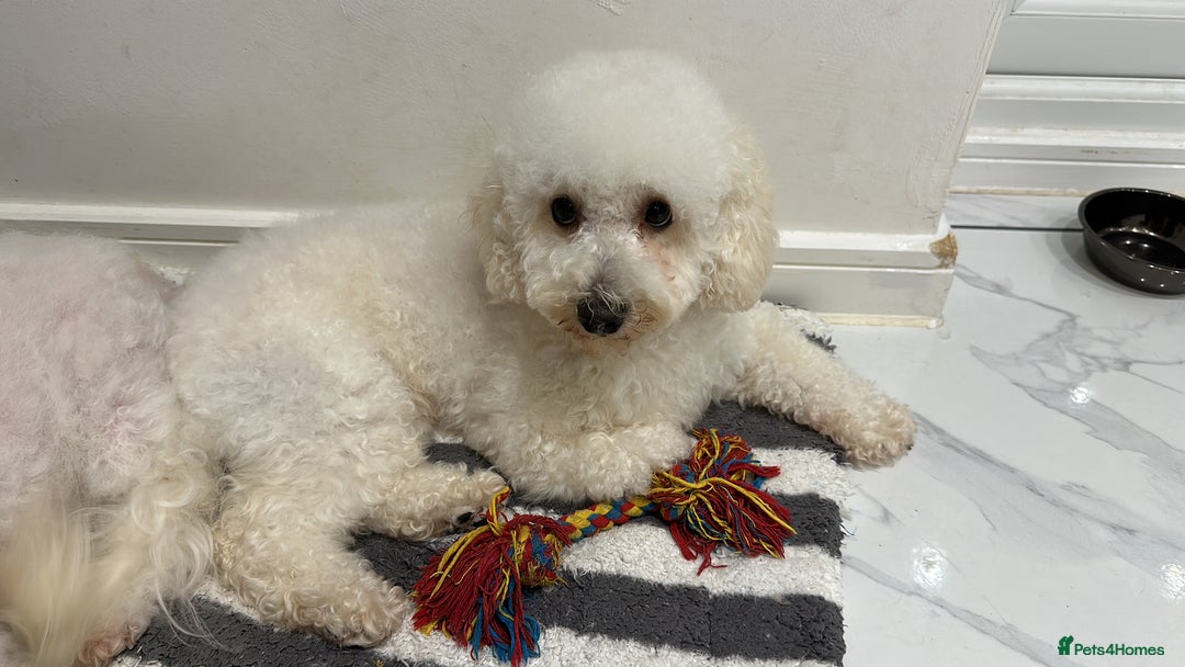 Poochon dogs for sale: Mother and son - Image 7