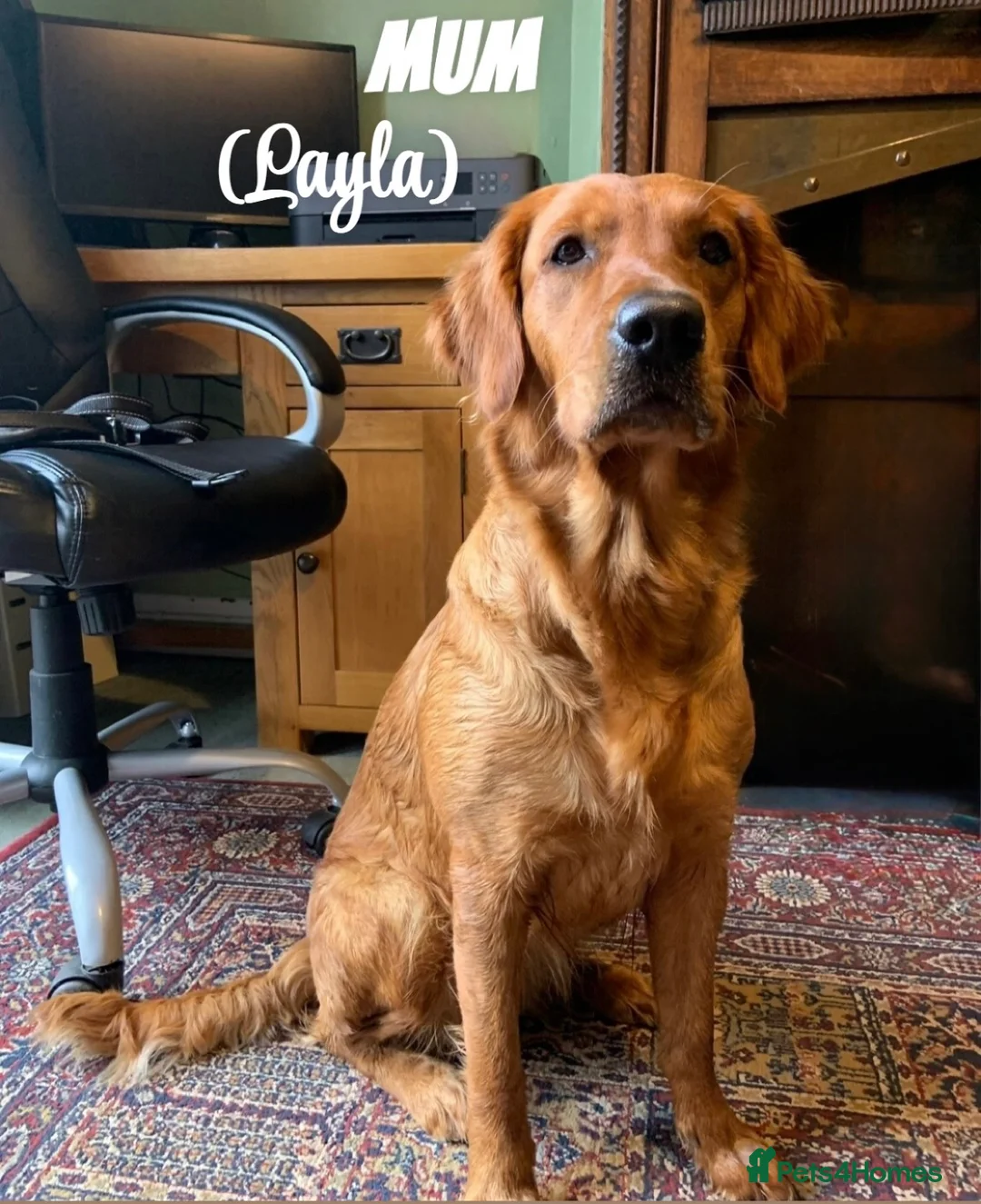 Golden Retriever dogs for sale: Dark Golden Retriever Puppies Health-Tested  - Advert 6