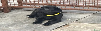 Mixed Breed Puppy 8 (yellow)