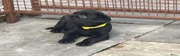 Mixed Breed dogs for sale: Labrottie pups🌟ONLY 3 boys left! ready 17th July  - Advert 19