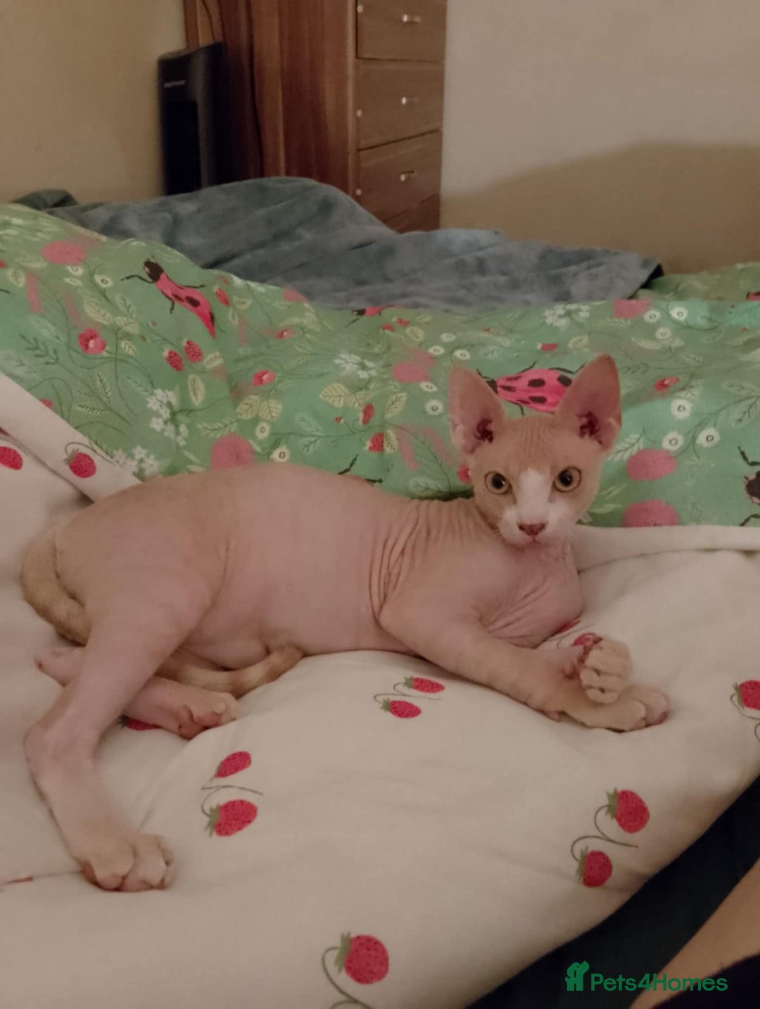 Sphynx cats for sale: Sphynx Kitten 2 - 1 Canadian Sphynx kitten LEFT - Image 1