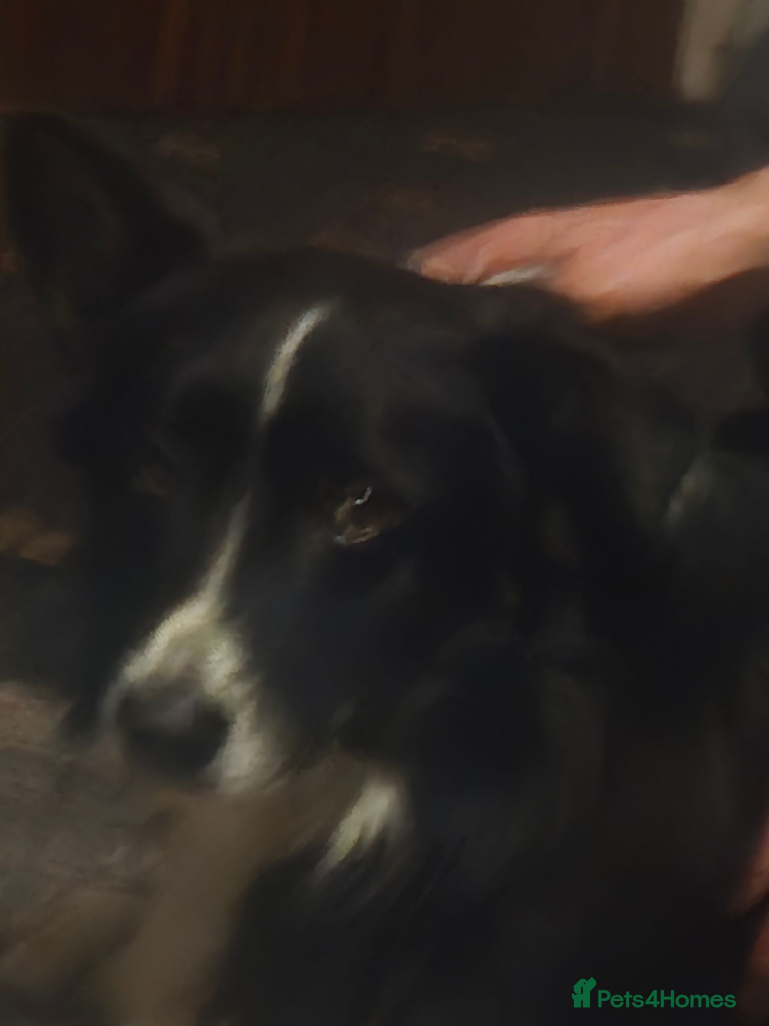 Border Collie dogs Border collie  - Advert 1