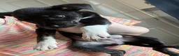 Mixed Breed dogs for sale: Staffie Cross Border Collie Pups - Advert 3